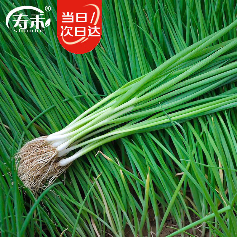 寿禾 小葱种子苗香葱易种阳台盆栽蔬菜种籽 潍常小香葱种子约1000粒