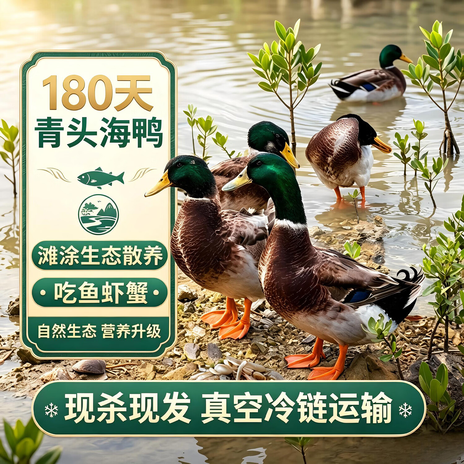 钦小鲜北部湾散养海麻鸭海边滩涂散养现杀现发青头海鸭净膛发货顺丰冷链 【青头海鸭】4.5-5.5斤/只 现杀现发 京东折扣/优惠券