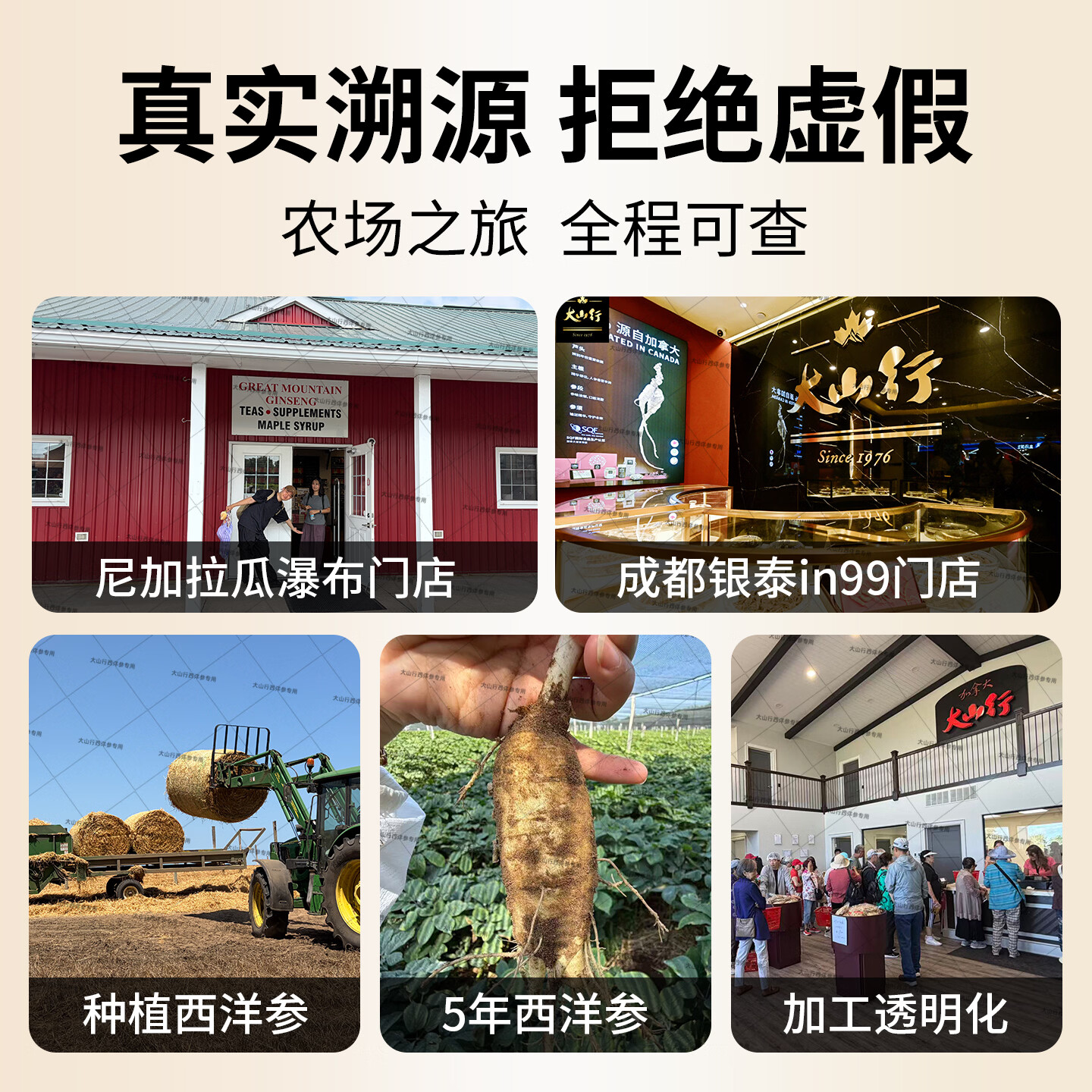 大山行【特级礼盒】西洋参泡参粒头特大片礼物加拿大进口花旗参旗舰正品 AAA半野泡参 180g*1盒 【图腾礼盒】