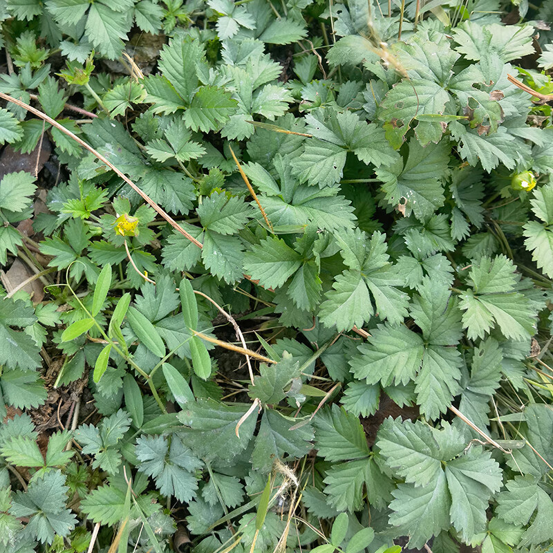 原生态新鲜蛇莓草潮汕青草和尚头坡野草莓蛇泡草落地杨梅干货 干货1斤