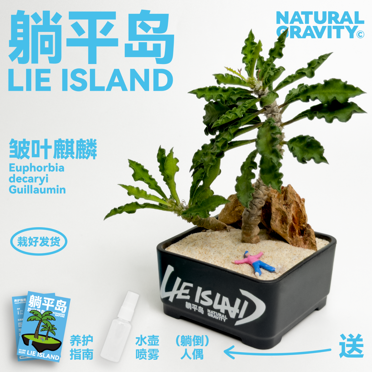 自然引力躺平岛皱叶麒麟多肉植物盆栽创意礼物桌面好养绿植礼品