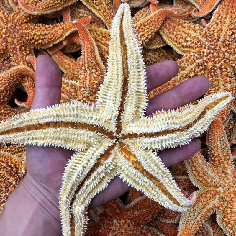 味巴哥(mostdelicious)渔民自晒大海星干货海星食用海星泡酒煲汤料海