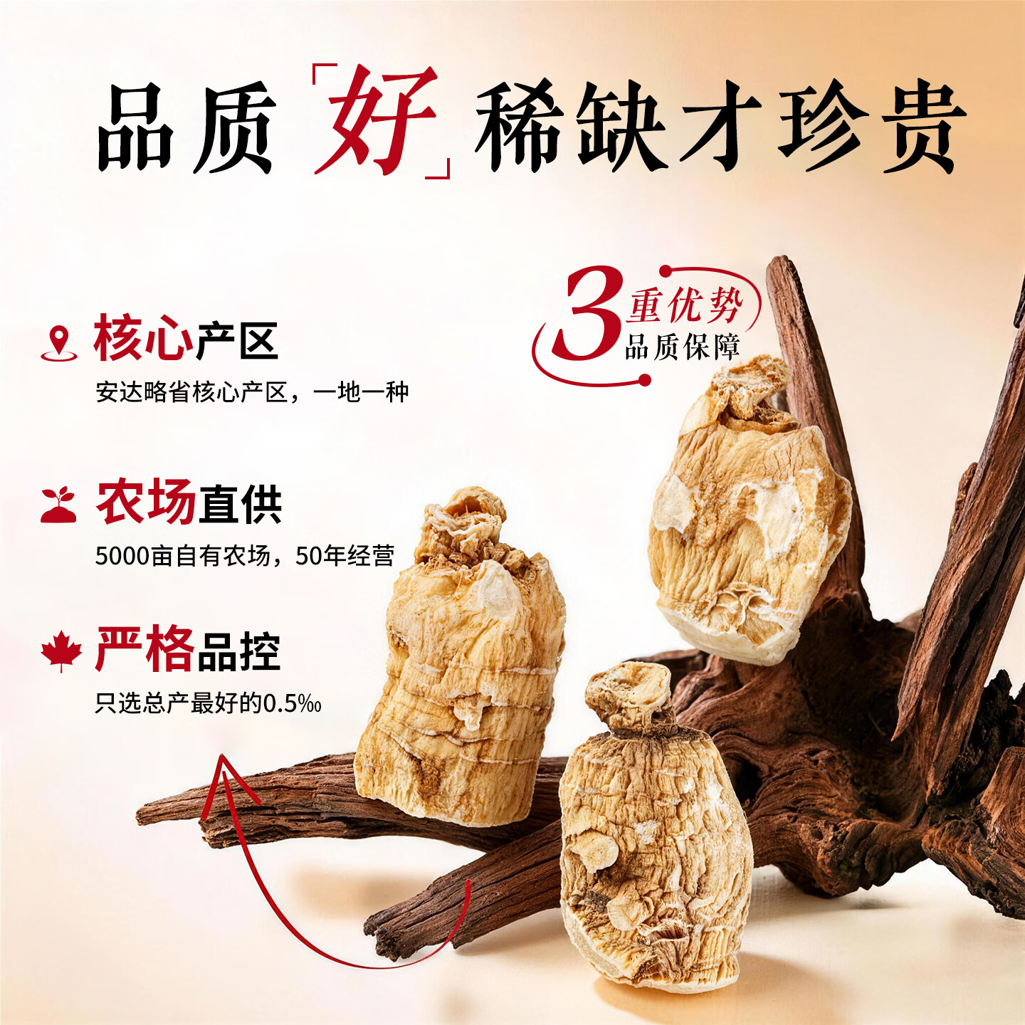 大山行【特级礼盒】西洋参泡参粒头特大片礼物加拿大进口花旗参旗舰正品 小号长粒泡参 227g*1盒 【图腾礼盒】