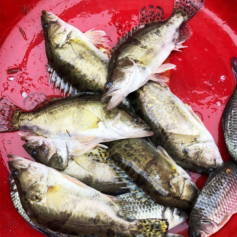 品鲜肴野生桂鱼