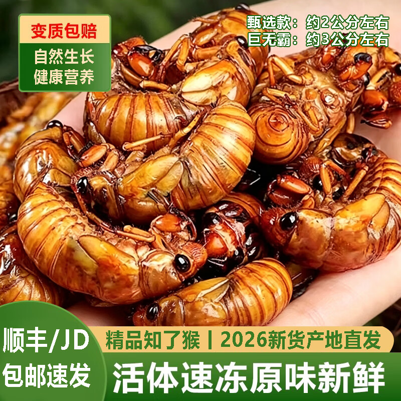 十里馋 知了猴新鲜金蝉2026山东大活体速冻爬叉候白蝉特产肉禽菜肴送礼 【甄选】鲜冻金蝉100只