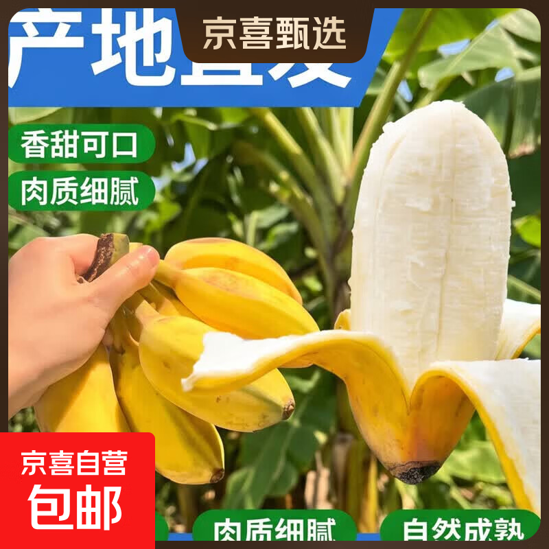 广西现摘小米蕉5斤装 4.99元 - 86线报