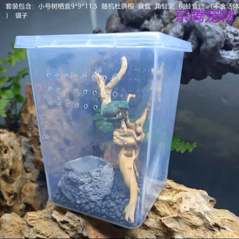 鸟屎蛙蝌蚪姥爷树蛙活体爬宠澳洲蓝老爷绿老爷红吸盘蛙 树蛙套装1不