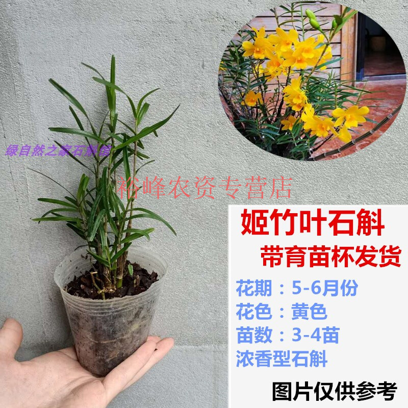 石斛杯苗栽好铁皮石斛盆栽球花金钗叠鞘 石斛兰花卉 姬竹叶石斛3-4苗1