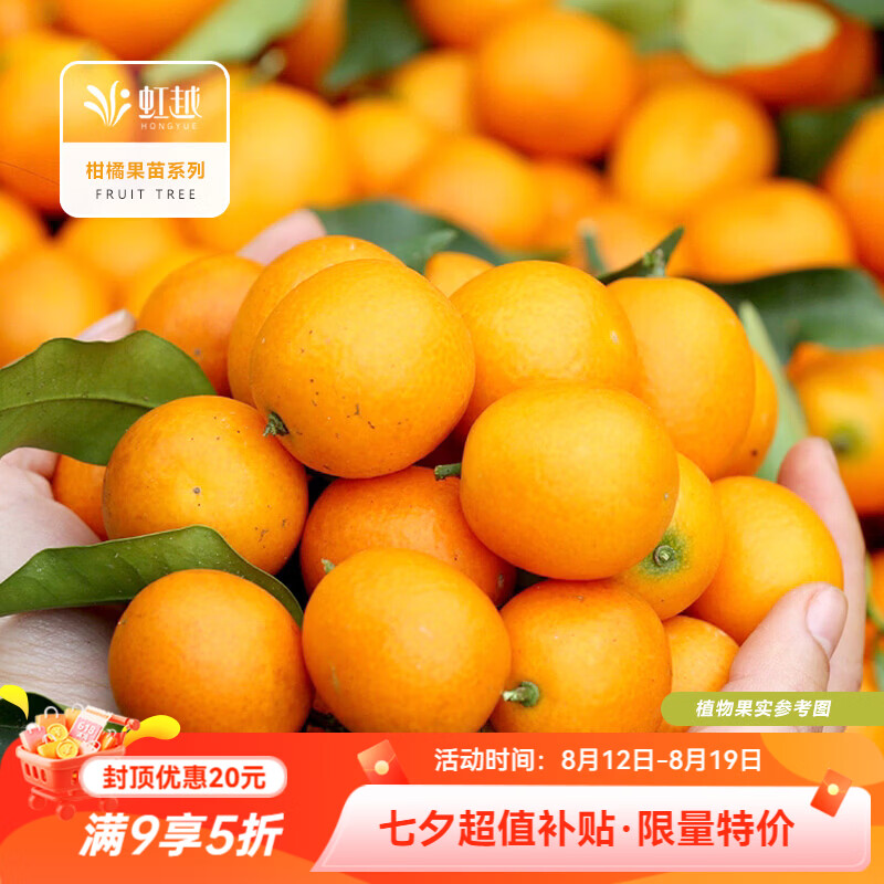 虹越（HONGYUE）柑橘系列盆栽苗 脆皮金桔蜜桔家庭休闲种植果树苗 【丰产果期长】脆皮金桔（1加仑盆栽苗）