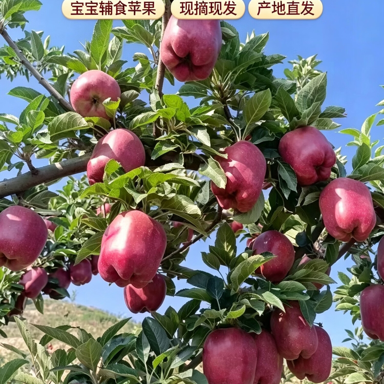 甘肃天水花牛苹果粉面苹果脆甜老人宝宝辅食整箱包邮 12颗精美礼盒装,送礼优选(精选果王)