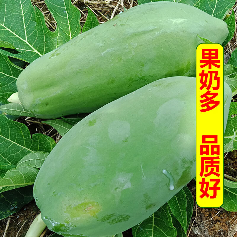 正宗青木瓜新鲜现摘产妇下奶煲汤生木瓜菜瓜泰式凉拌沙拉腌酸泡菜 3斤青木瓜经济装【圆通快递】