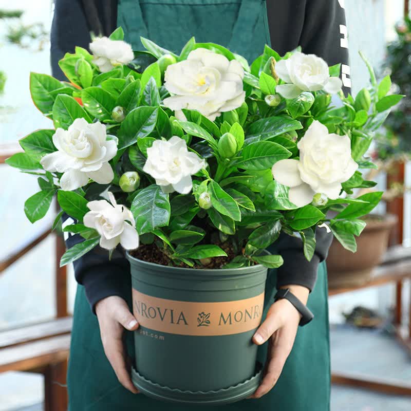步恋栀子花盆栽花卉带花苞绿植室内阳台桅子植物观花花卉桌面盆栽植物 【推荐】大号加仑盆【160#栀子花 含盆怎么看?