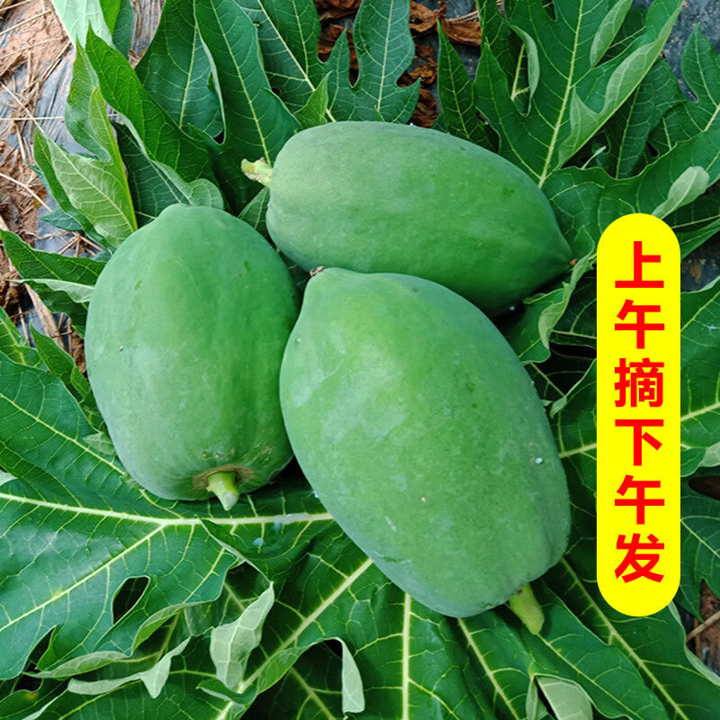 广西青木瓜新鲜现摘产妇下奶泰式凉拌沙拉生木瓜腌酸菜瓜土木瓜青 10斤现摘青木瓜生木瓜