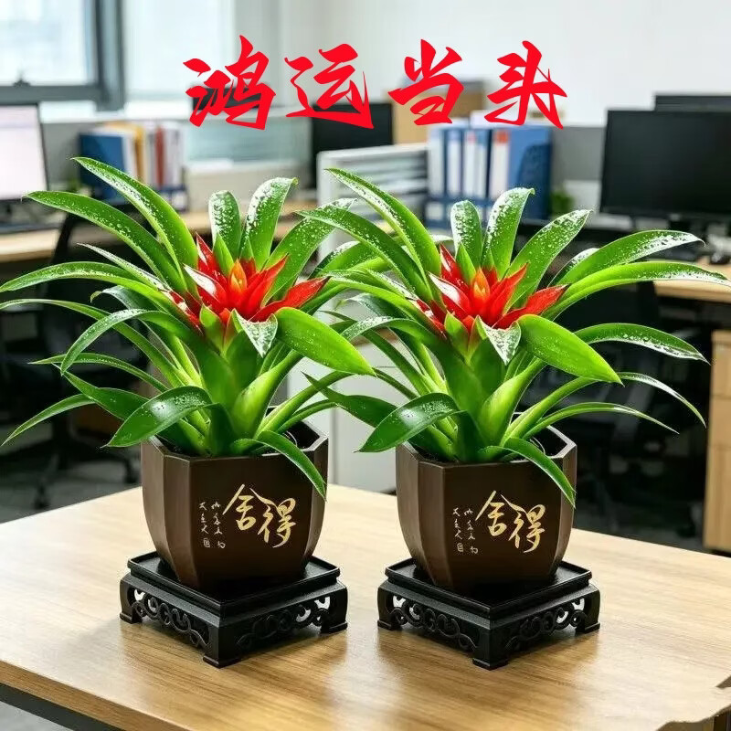 【花仙子】鸿运当头带花小红星花卉室内客厅植物办公室净化空气A 2盆鸿运当头(舍得盆配地垫) 带盆(盆直径9cm/整高20-25cm)