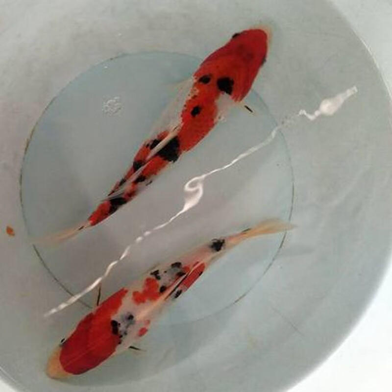 aipharow精品活体观赏鱼大型锦鲤活鱼淡水鱼纯血统大正红白三色孔雀