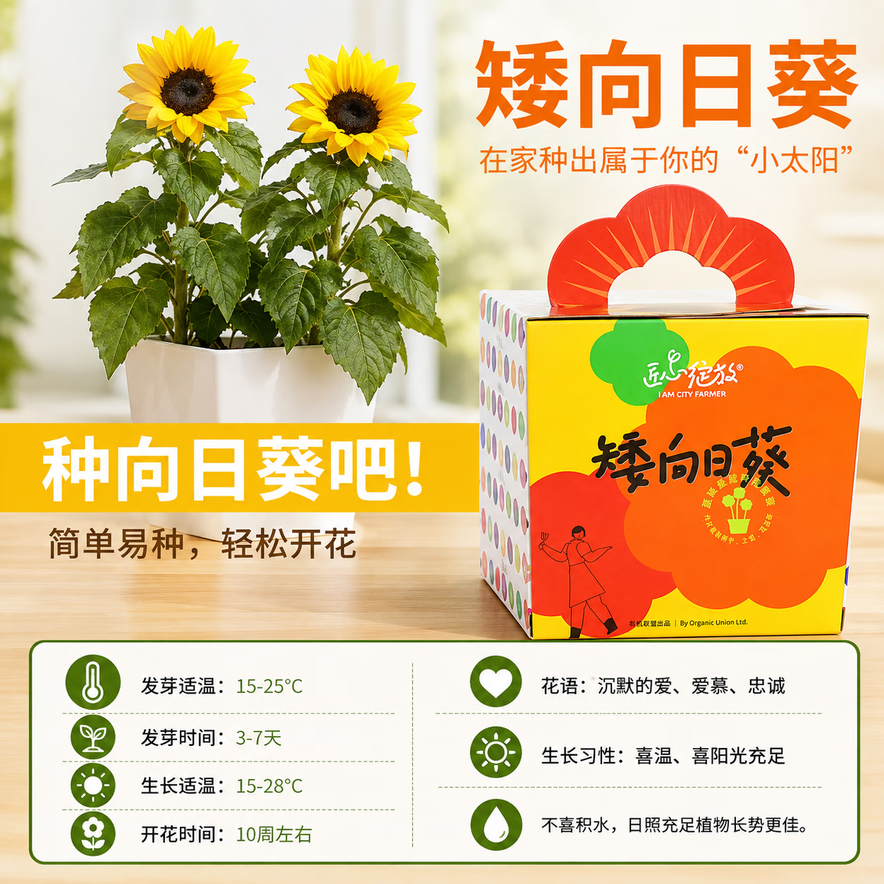 IAM City Farmer矮向日葵DIY儿童种植小盆栽种子植物盆栽幼儿园绿植趣味观察 【矮生向日葵】套装 含盆含土含种子
