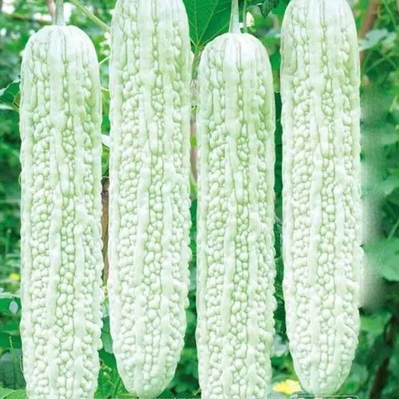 农之子白苦瓜种子苗 农之子 新蓝山大白苦瓜种子 10粒