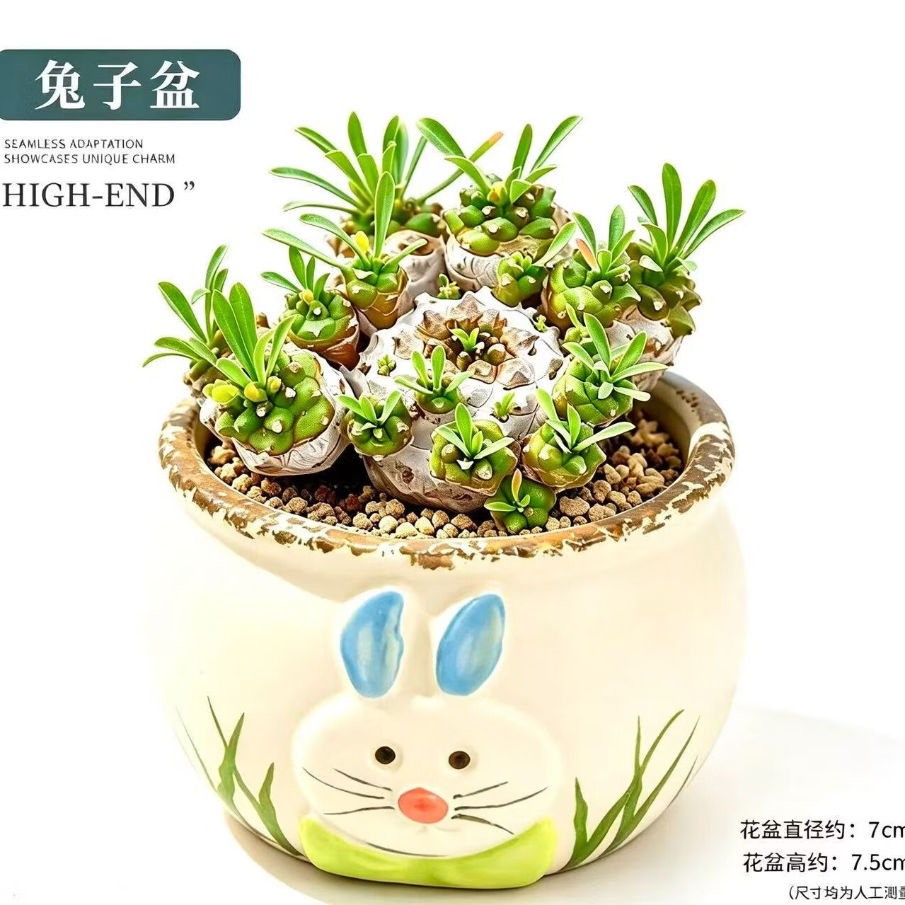 峨眉山群生多头铁甲麒麟多肉新手好养带陶瓷盆栽好发货 峨眉山【6-8头】=塑料盆栽好