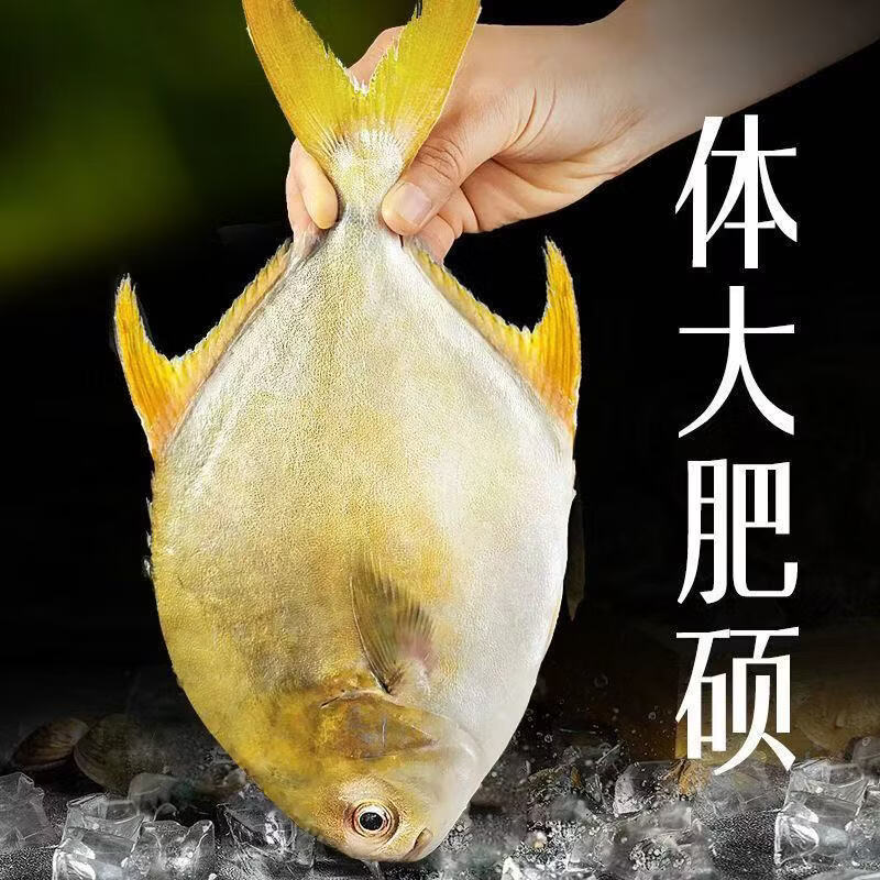 免处理金鲳鱼新鲜生鲜冷冻金昌鱼深海鱼鲳鱼海鲜大鲳鱼水产批发年 大号金鲳鱼【含冰衣400g-500g/条】两条装