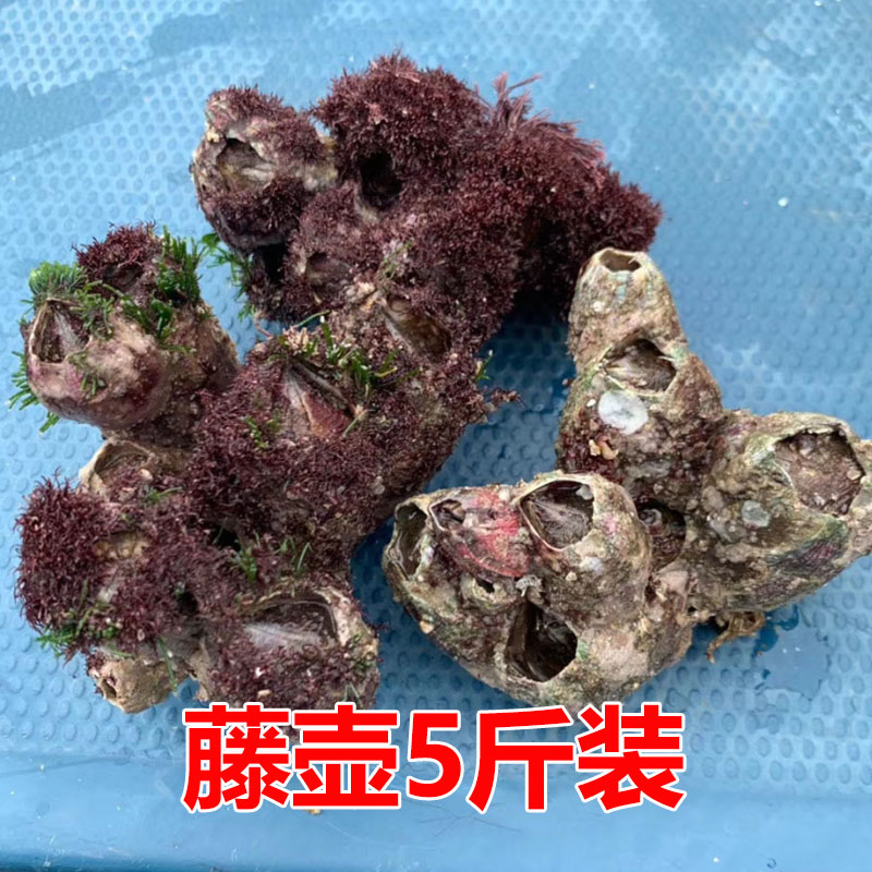 舟山藤壶 鲜活海鲜 贝壳 特大超大 雀嘴滕壶曲嘴 火山口 5斤装