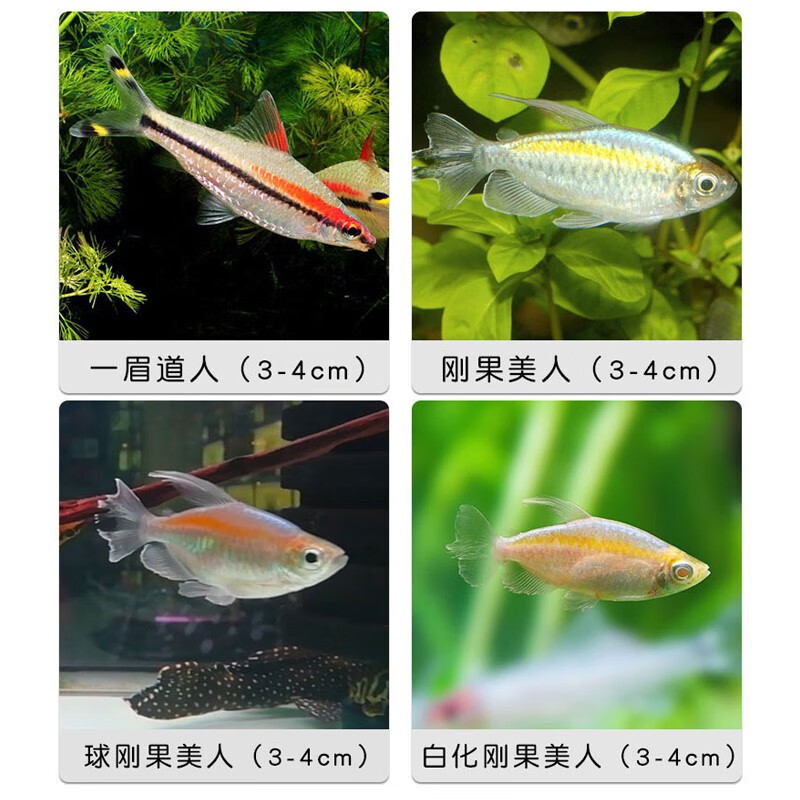 小中大型草缸淡水热带观赏灯鱼 水族活体群游宠物 刚果美人1条(3-4cm)