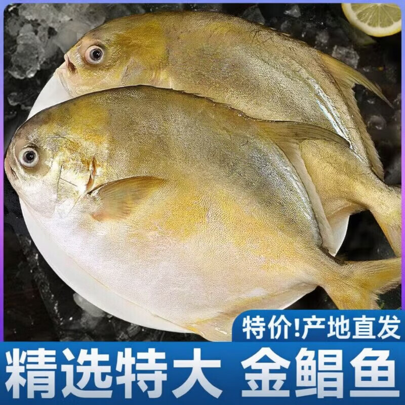 免处理金鲳鱼新鲜生鲜冷冻金昌鱼深海鱼鲳鱼海鲜大鲳鱼水产批发年 大号金鲳鱼【含冰衣400g-500g/条】两条装