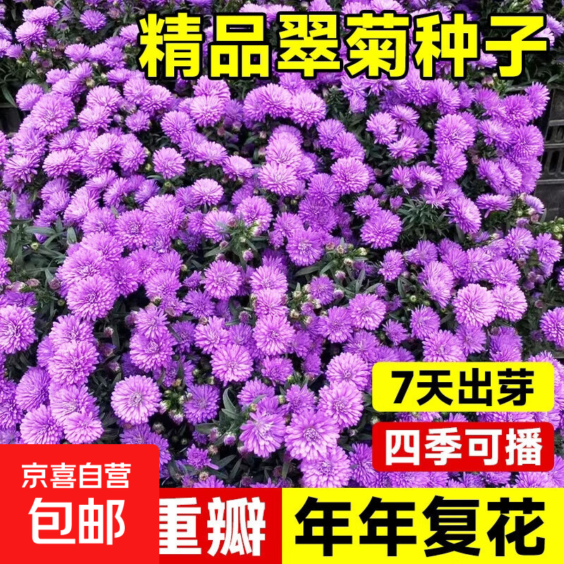 重瓣翠菊花种子四季开花驱蚊阳台庭院种植盆栽花卉绿植蔬菜种子 重瓣混色翠菊 当年新籽：粒粒精选20-30粒【开花爆盆】