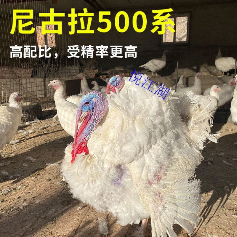 悦江湖火鸡种蛋受精蛋可孵化重型纯种尼古拉700系大型火鸡蛋青铜 500