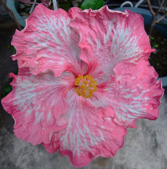 扶桑花树苗 盆栽花卉多色扶桑苗红色扶桑花苗 大花重瓣朱槿牡丹芙蓉花