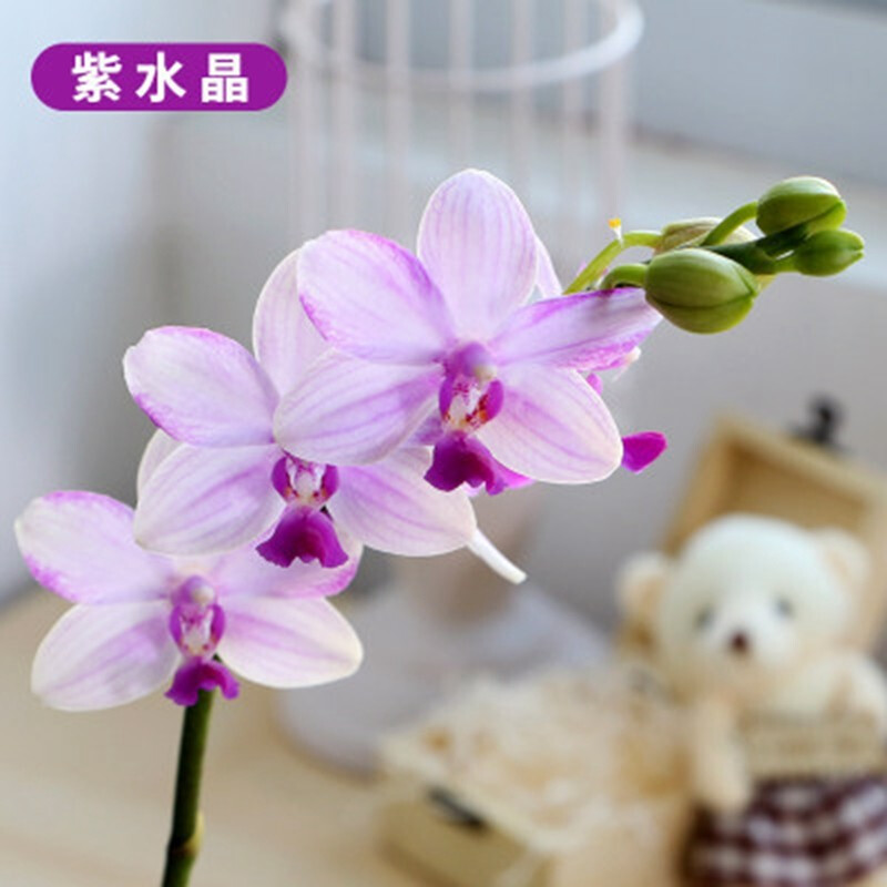 牵挂 蝴蝶兰盆栽花苗植物室内花卉绿植盆景当年开花大花蝴蝶兰花苗 紫