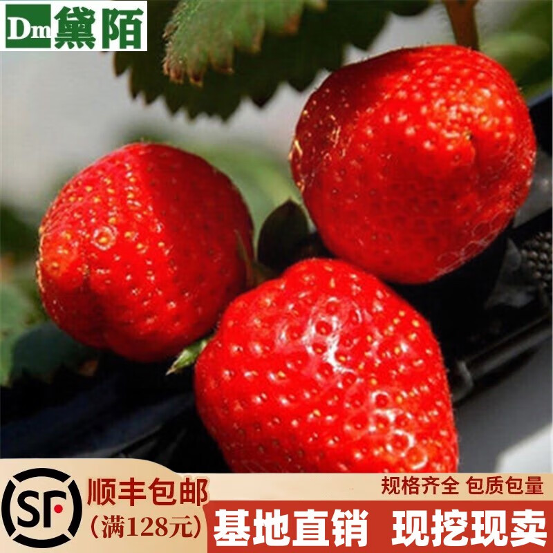 黛陌 地栽草莓苗 阳台盆栽草莓苗  当年结果果树苗 赛娃 10棵苗