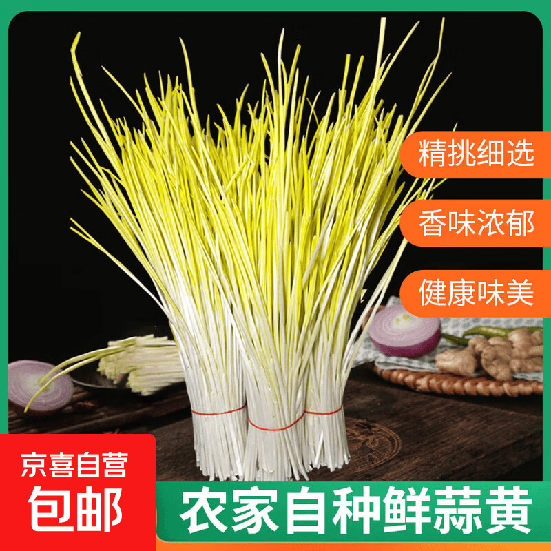 【商超品质】新鲜蒜黄农家自种韭黄韭菜蒜薹蒜苗甄选现割足称蔬菜 云南【新鲜足称】净重一斤