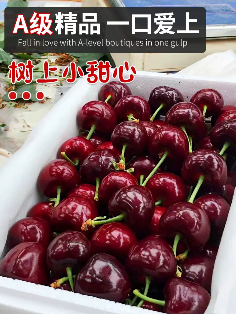 美国车厘子大樱桃新鲜水果车厘子5斤装礼盒当季整箱顺丰包邮 1000g(净重) J 26mm(含)-28mm(不含)