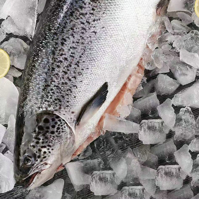 【顺丰冷链】正宗新疆三文鱼新鲜整条开片刺身即食日料天山虹鳟鱼 10斤 整条去内脏-送芥末酱料