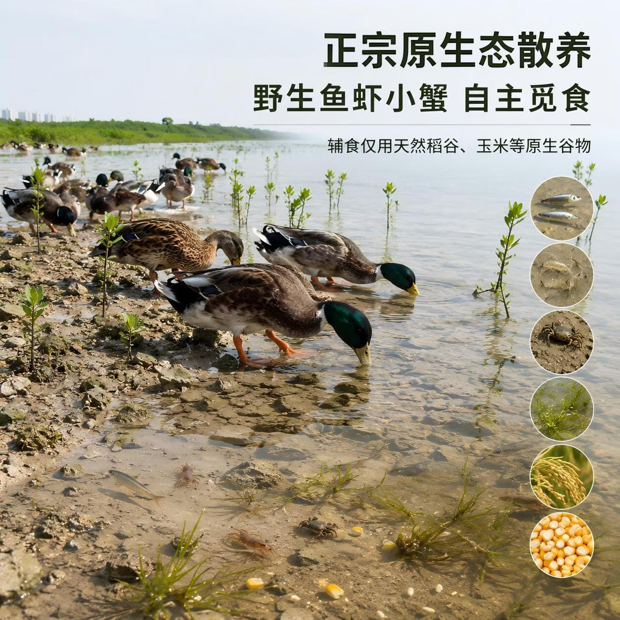 钦小鲜北部湾散养海麻鸭海边滩涂散养现杀现发青头海鸭净膛发货顺丰冷链 【海麻鸭】4.5-5.5斤/只 现杀现发