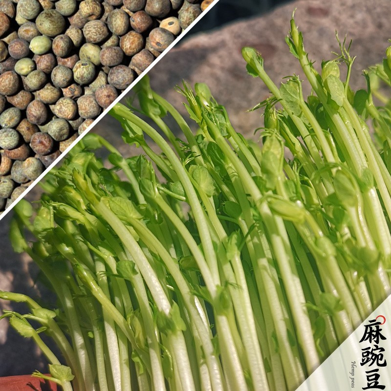 田园梦紫砂豆芽罐家用豆芽机陶瓷豆芽罐配套优质豆种芽苗菜 麻豌豆