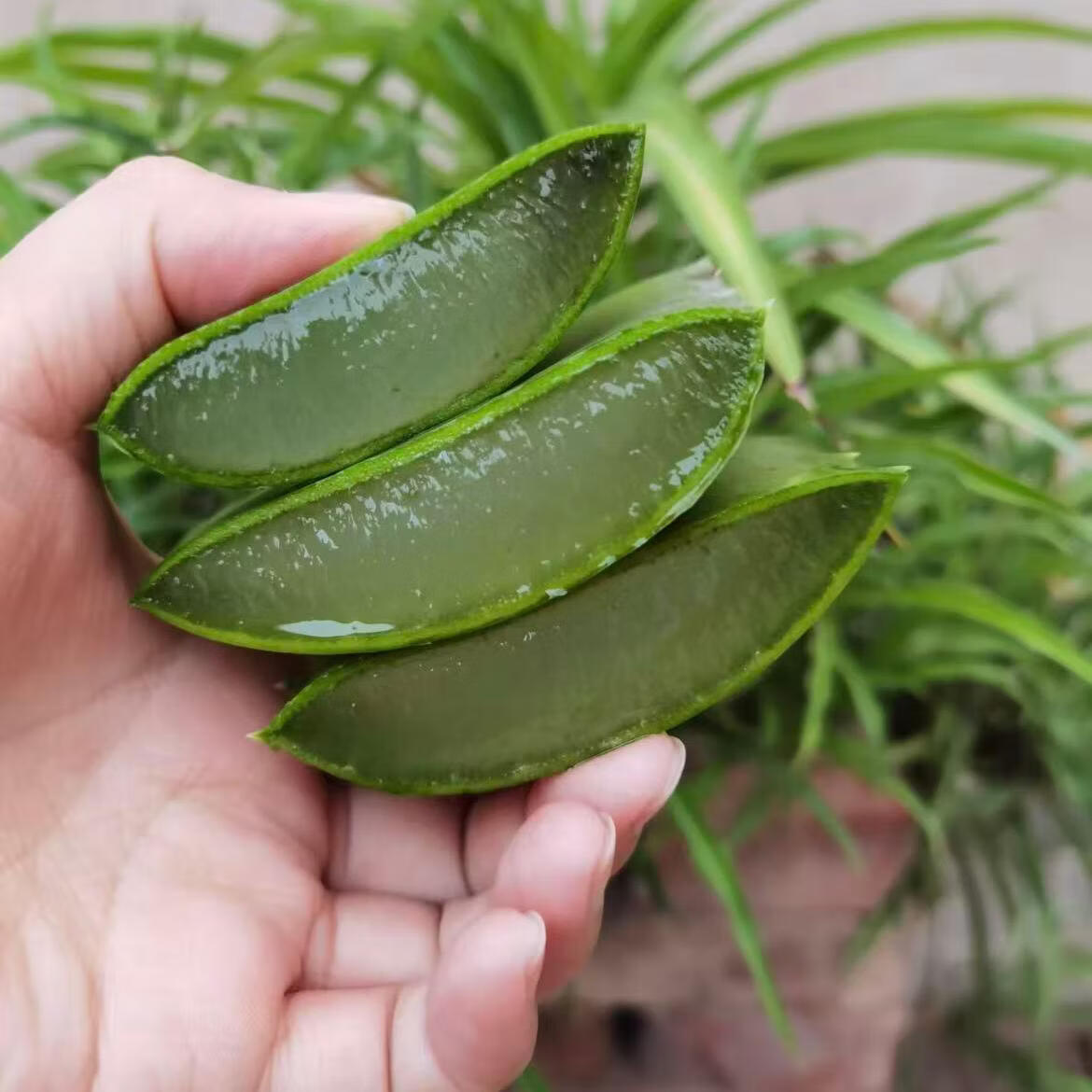 半边河【新鲜现摘现发】可食用芦荟叶片鲜嫩可吃新鲜饱满美容养颜 【主推9斤】400克以上量大