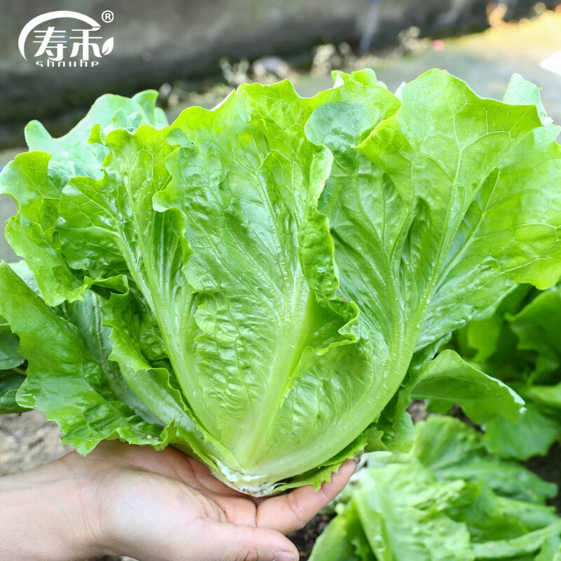 寿禾 当季春季季蔬菜种子适合3-5月种植 意大利生菜种子3g