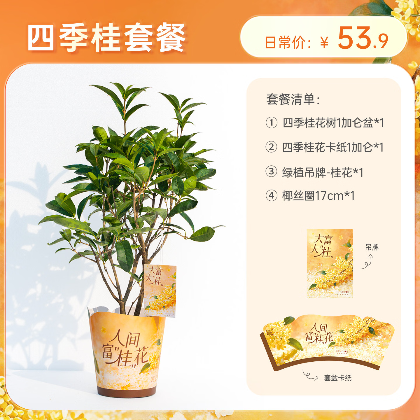 海蒂的花园人间富桂四季桂花树 19.9元 - 86线报
