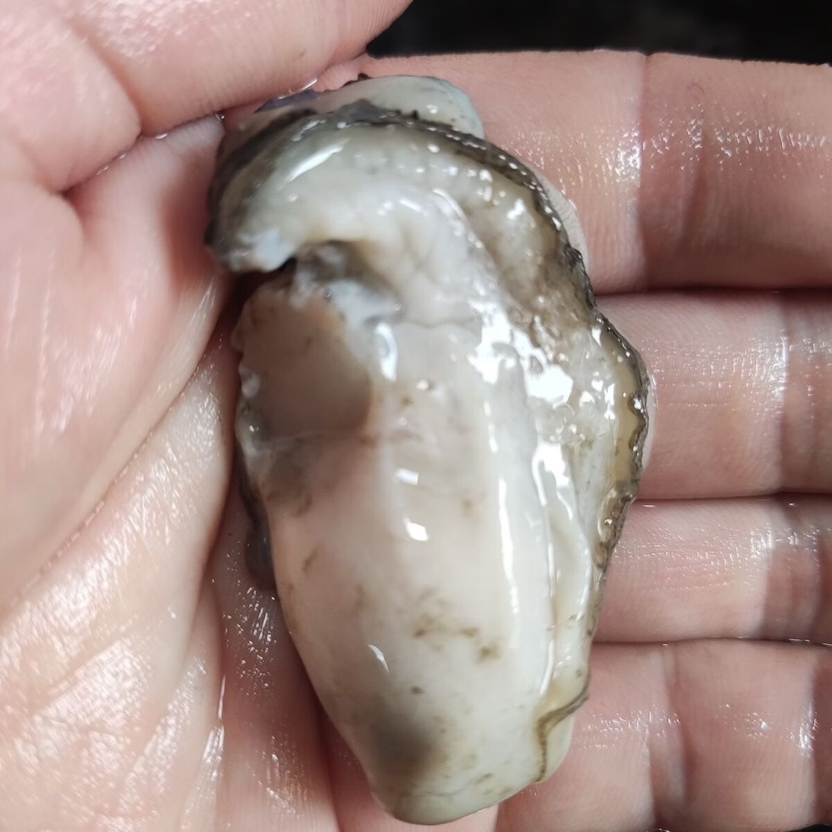 【快递冷运】福建小海蛎肉鲜活现剥去壳牡蛎海鲜海蛎子鲜活生蚝肉 2000g--每斤包含150克左右原浆液