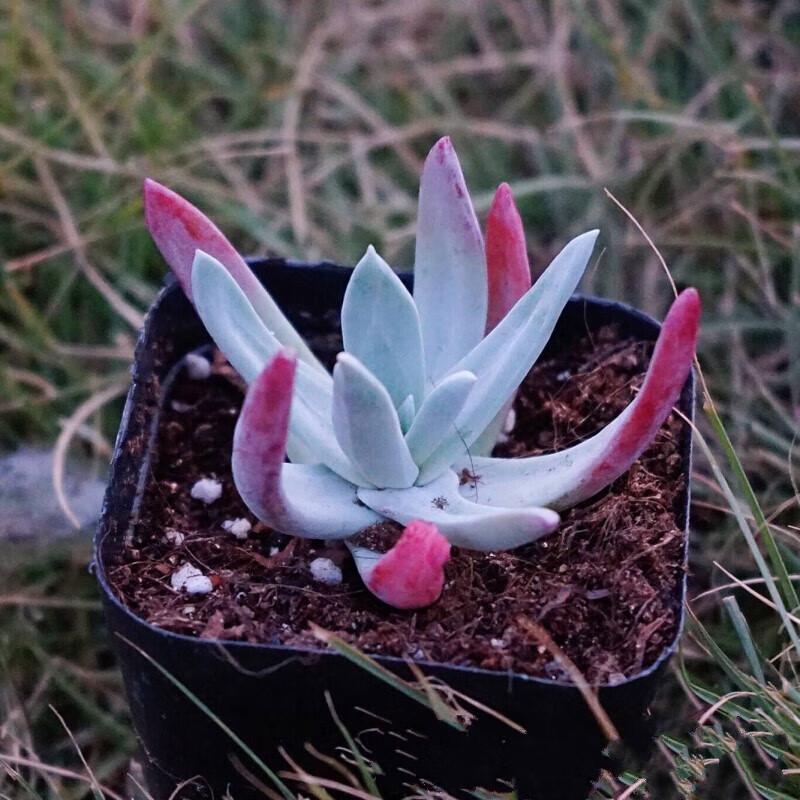 耘沫胭玫瑰型多肉植物多头群生 仙女杯御剑 裸根不带土