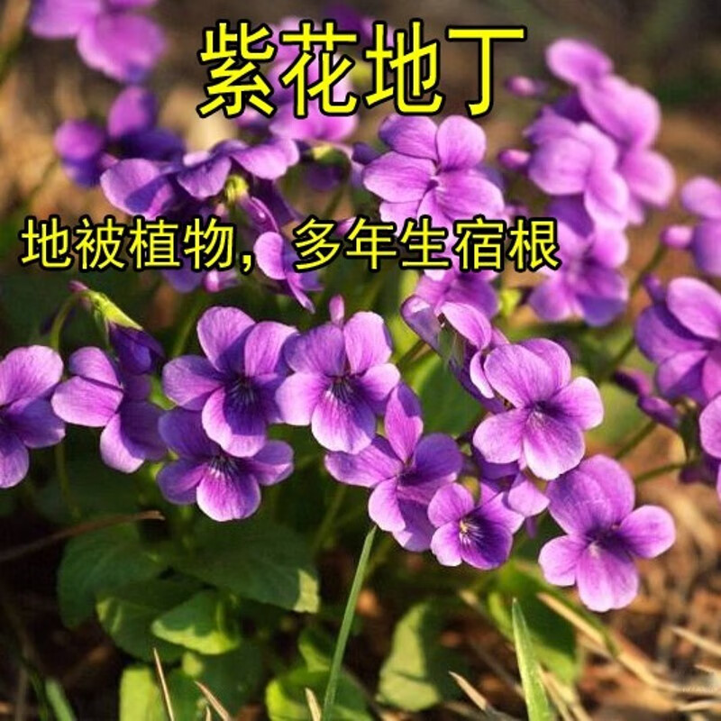誉满园(yumanyuan)花草紫花地丁种子耐寒被耐阴多年生花种四季花籽花
