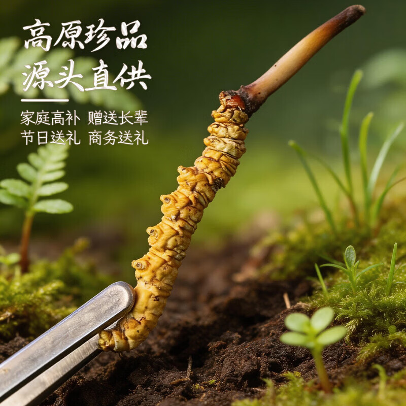 康陈牌新鲜冬虫夏草2026年头茬应季鲜虫草送礼营养滋补礼品自食高原鲜草 鲜虫草1.0-1.3共70根 1.3根*70根