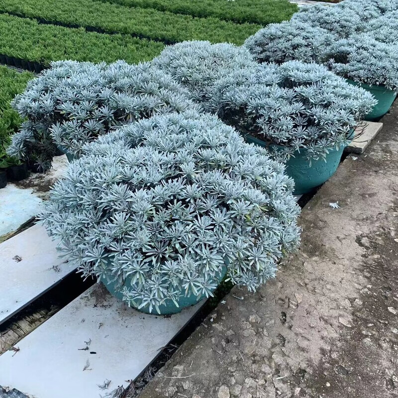玉芙蓉菊雪香艾千年艾老人花绿植盆栽食用中草药植物耐寒适应性强 加仑盆 冠幅20cm 带盆栽好