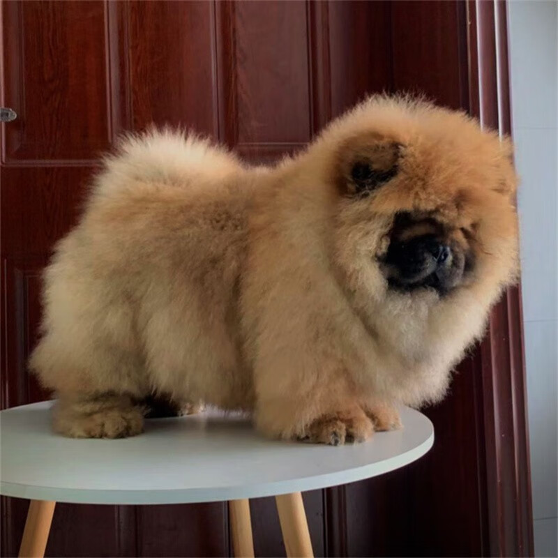 别态萌犬舍出售纯种美系小体 松狮犬 松狮幼犬 黄色松狮活体宠物狗