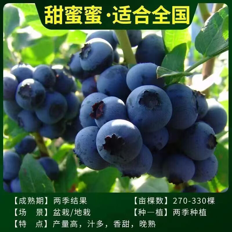 甜蜜蜜(三年蓝莓苗)土球发货 适 60cm(含)-69cm(含)