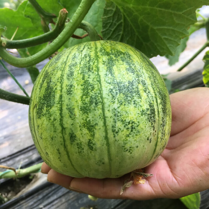 虎钢馋东北香瓜新鲜八里香当季水果花姑娘甜瓜5斤现摘现发顺丰