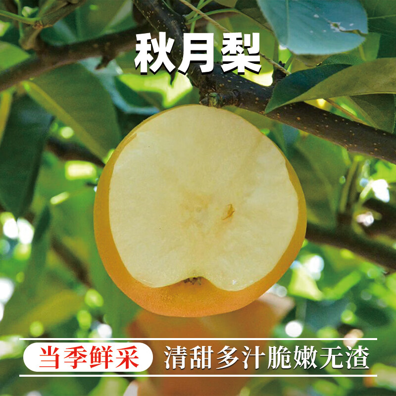 异果恋山东秋月梨 新鲜水果莱阳冰糖梨 当季新鲜水果脆甜现摘梨子 5斤装【大果350g+约5-6个】