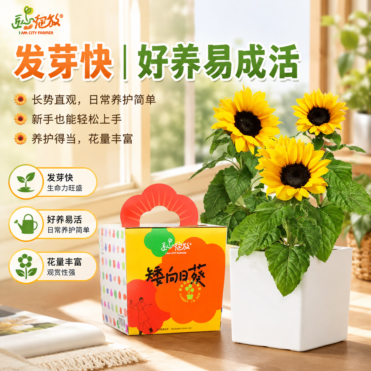 IAM City Farmer矮向日葵DIY儿童种植小盆栽种子植物盆栽幼儿园绿植趣味观察 【矮生向日葵】套装 含盆含土含种子