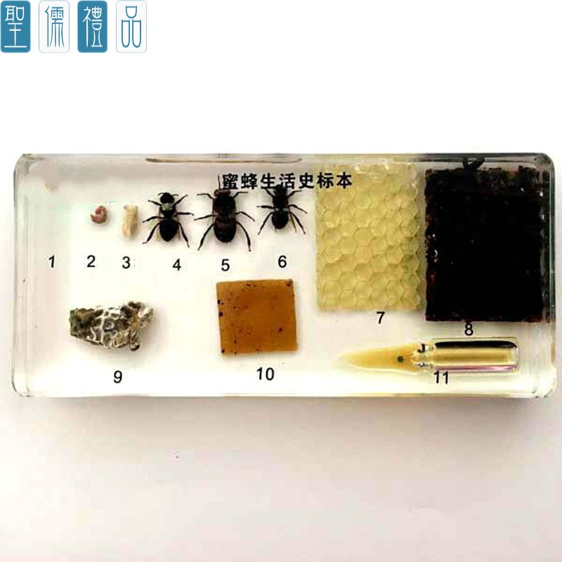 动物树脂爬行标本中小学昆虫标本认知玩具生物 蜜蜂生活史